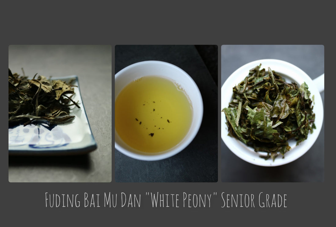 Fuding Bai Mu Dan "White Peony" Senior Grade - She Fang Boutique Tea