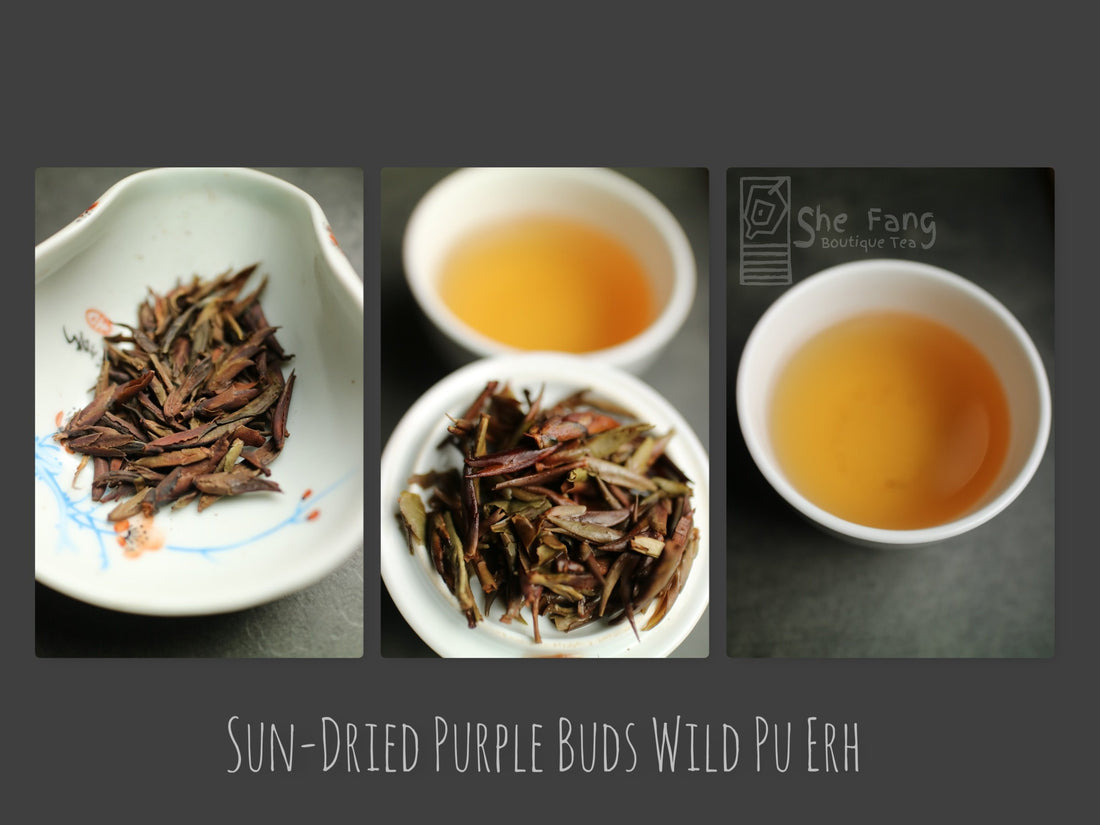Tea sourcing – batch N.240 Pu Erh Teas – Sun-Dried Purple Buds Wild Pu Erh - She Fang Boutique Tea