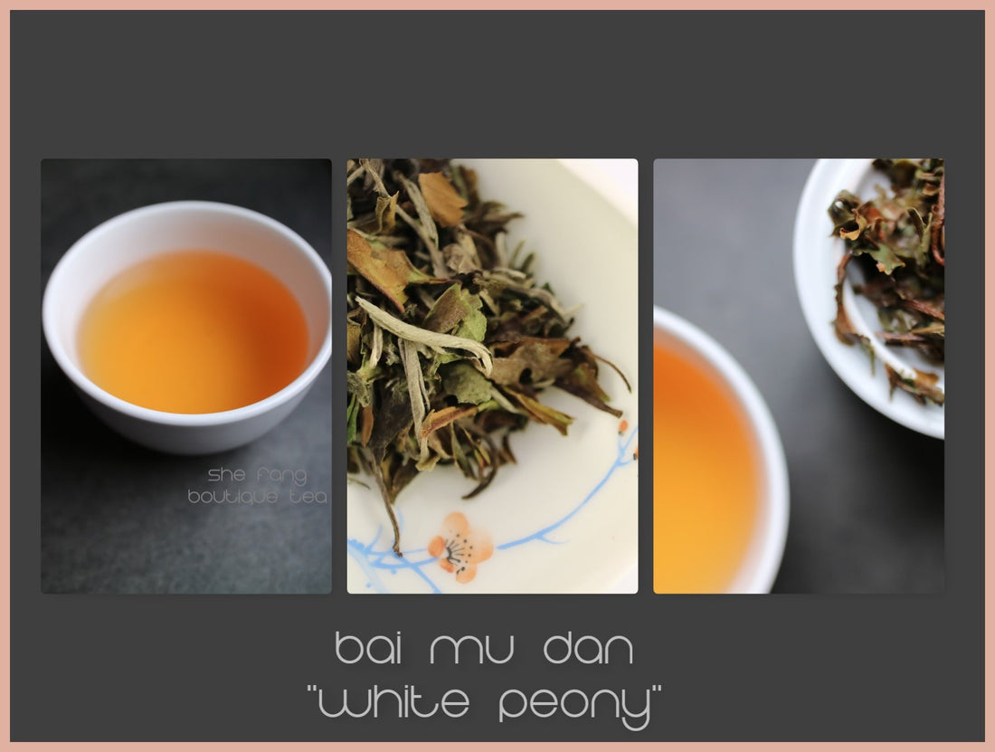 Tasting Notes – Bai Mu Dan “White Peony” - She Fang Boutique Tea
