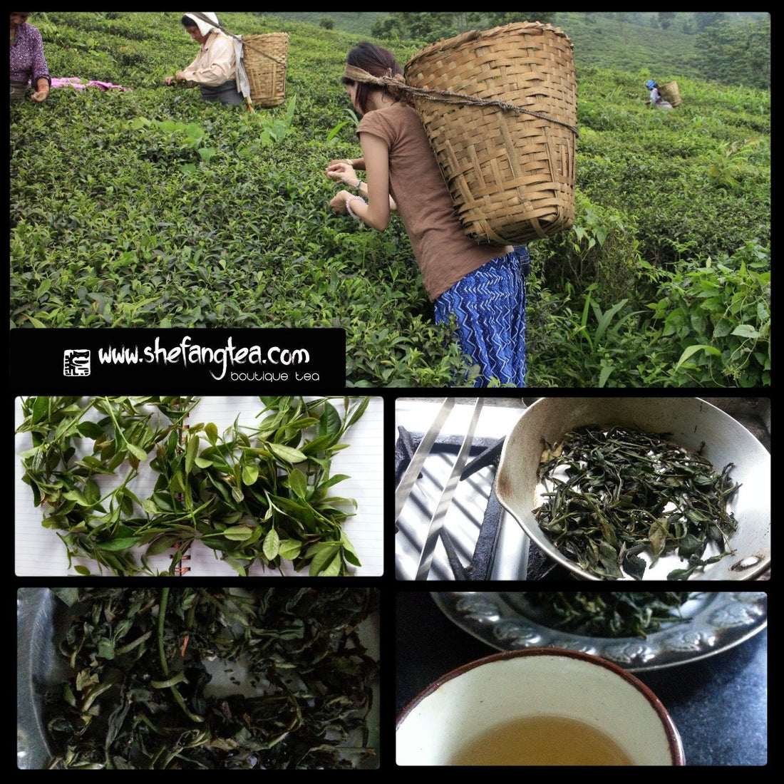 Crafting Fine Tea - She Fang Boutique Tea
