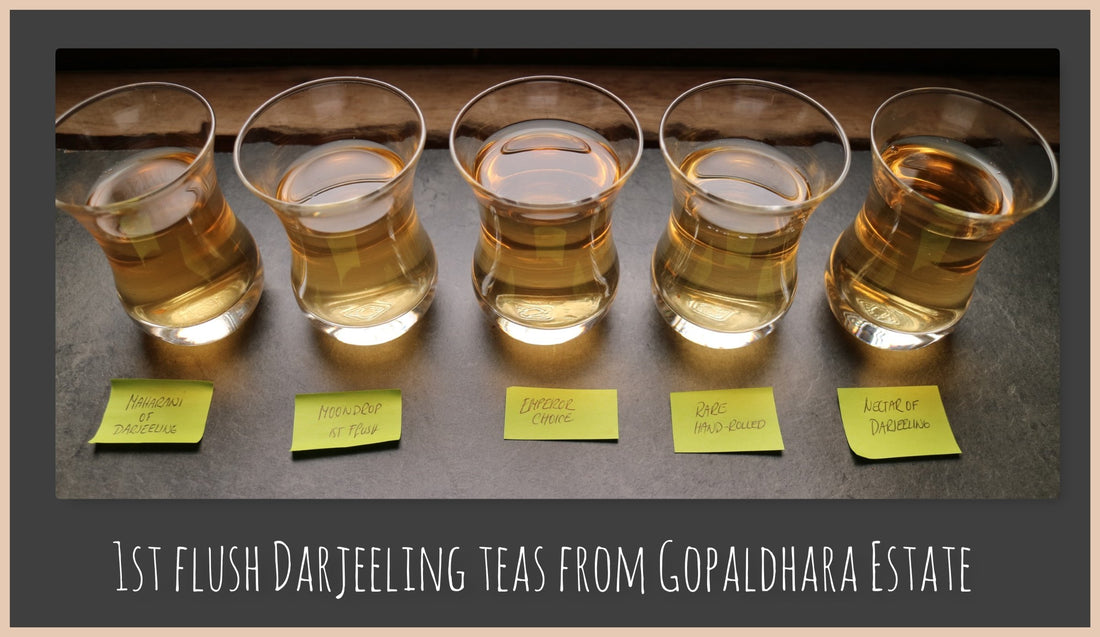 1st flush Darjeeling - Mighty Spring TEA - She Fang Boutique Tea